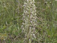 Himantoglossum hirsinum 73, Bokkenorchis, Saxifraga-Willem van Kruijsbergen