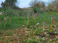 Himantoglossum robertianum 12, Hyacintorchis, Saxifraga-Ed Stikvoort