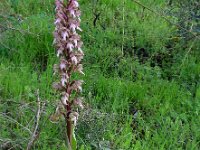 Himantoglossum robertianum 16, Hyacintorchis, Saxifraga-Ed Stikvoort : s10 cyprus