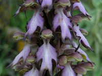 Himantoglossum robertianum 19, Hyacintorchis, Saxifraga-Ed Stikvoort