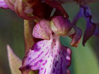 Himantoglossum robertianum 2, Hyacintorchis, Saxifraga-Hans Dekker