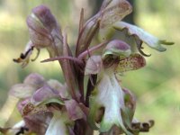 Himantoglossum robertianum 21, Hyacintorchis, Saxifraga-Ed Stikvoort