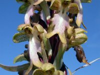 Himantoglossum robertianum 22, Hyacintorchis, Saxifraga-Ed Stikvoort