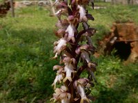 Himantoglossum robertianum 23, Hyacintorchis, Saxifraga-Peter Meininger