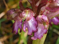 Himantoglossum robertianum 30, Hyacintorchis, Saxifraga-Hans Dekker