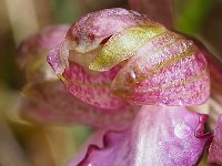 Himantoglossum robertianum 33, Hyacintorchis, Saxifraga-Hans Dekker