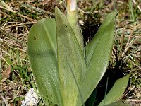 Himantoglossum robertianum 34, Hyacintorchis, Saxifraga-Sonja Bouwman  1081. Hyacintorchis - Himantoglossum robertianum - Orchidaceae familie