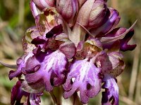 Himantoglossum robertianum 35, Hyacintorchis, Saxifraga-Sonja Bouwman  1081. Hyacintorchis - Himantoglossum robertianum - Orchidaceae familie