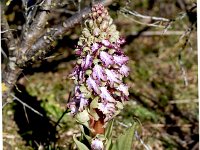 Himantoglossum robertianum 37, Hyacintorchis, Saxifraga-Sonja Bouwman  1081. Hyacintorchis - Himantoglossum robertianum - Orchidaceae familie (i) Noordwijk