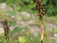 Himantoglossum robertianum 6, Hyacintorchis, Saxifraga-Rutger Barendse