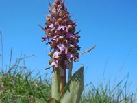 Himantoglossum robertianum 9, Hyacintorchis, Saxifraga-Ed Stikvoort