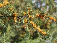 Hippophae rhamnoides 42, Duindoorn, Saxifraga-Tom Heijnen