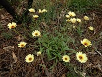 Hispidella hispanica 2, Saxifraga-Ed Stikvoort