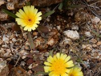 Hispidella hispanica 4, Saxifraga-Ed Stikvoort