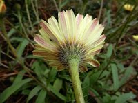 Hispidella hispanica 5, Saxifraga-Ed Stikvoort