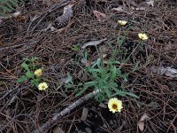 Hispidella hispanica 7, Saxifraga-Ed Stikvoort