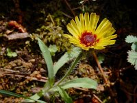 Hispidella hispanica 8, Saxifraga-Ed Stikvoort