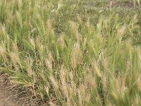 Hordeum murinum ssp leporinum 12, Saxifraga-Willem van Kruijsbergen