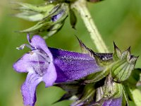 Horminum pyrenaicum 11, Saxifraga-Sonja Bouwman  Pyrenean dead-nettle - Horminum pyrenaicum - Lamiaceae familie