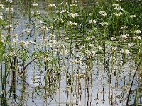 Hottonia palustris 70, Waterviolier, Saxifraga-Hans Dekker