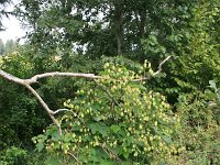 Humulus lupulus 42, Hop, Saxifraga-National Botanical Garden of Latvia