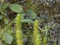 Huperzia selago 25, Dennenwolfsklauw, Saxifraga-Willem van Kruijsbergen