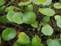 Hydrocotyle vulgaris 22, Gewone waternavel, Saxifraga-Ed Stikvoort