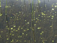 Hydrocotyle vulgaris 23, Gewone waternavel, Saxifraga-Willem van Kruijsbergen