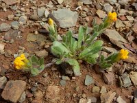 Hymenocarpos lotoides 5, Saxifraga-Ed Stikvoort