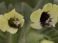 Hyoscyamus albus 11, Wit bilzekruid, Saxifraga-Jan van der Straaten