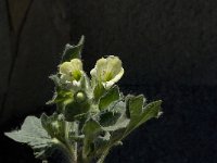 Hyoscyamus albus 13, Wit bilzekruid, Saxifraga-Jan van der Straaten