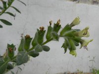 Hyoscyamus albus 17, Wit bilzekruid, Saxifraga-Rutger Barendse