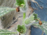 Hyoscyamus albus 21, Wit bilzekruid, Saxifraga-Rutger Barendse