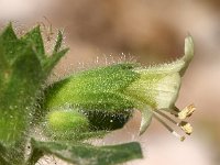 Hyoscyamus albus 41, Wit bilzenkruid, Saxifraga-Sonja Bouwman  Wit bilzekruid - Hyoscyamus albus - Solanaceae familie