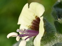 Hyoscyamus albus 42, Wit bilzekruid, Saxifraga-Sonja Bouwman  799. Wit bilzekruid - Hyoscyamus albus - Solanaceae familie (zw)