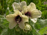 Hyoscyamus niger 14, Bilzekruid, Saxifraga-Ed Stikvoort