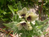 Hyoscyamus niger 15, Bilzekruid, Saxifraga-Ed Stikvoort