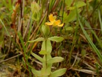 Hypericum anagalloides 7, Penninghertshooi, Saxifraga-Ed Stikvoort