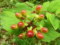 Hypericum androsaemum 10, Mansbloed, Saxifraga-Hans Grotenhuis