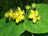 Hypericum androsaemum 12, Mansbloed, Saxifraga-Hans Grotenhuis