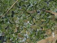 Hypericum elodes, Marsh St Johns-wort