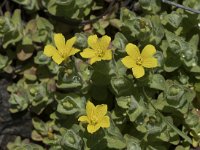 Hypericum elodes 66, Moerashertshooi, Saxifraga-Willem van Kruijsbergen