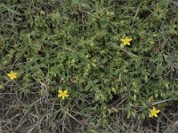 Hypericum humifusum 21, Liggend hertshooi, Saxifraga-Willem van Kruijsbergen