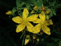 Hypericum maculatum, Imperforate St. John's Wort