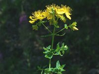 Hypericum maculatum ssp maculatum 4, Gevlekt hertshooi, Saxifraga-Marijke Verhagen