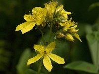 Hypericum maculatum ssp maculatum 8, Gevlekt hertshooi, Saxifraga-Willem van Kruijsbergen