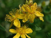 Hypericum maculatum ssp maculatum 6, Gevlekt hertshooi, Saxifraga-Jan van der Straaten