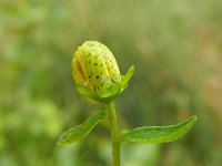 Hypericum maculatum ssp maculatum 9, Gevlekt hertshooi, Saxifraga-Rutger Barendse