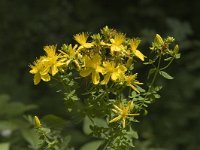 Hypericum maculatum ssp maculatum 3, Gevlekt hertshooi, Saxifraga-Jan van der Straaten