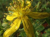 Hypericum maculatum ssp maculatum 7, Gevlekt hertshooi, Saxifraga-Frank Dorsman  Hypericum maculatum subsp maculatum, Gevlekt hertshooi Bredevoort 040611